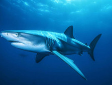 Цікаві факти про акул