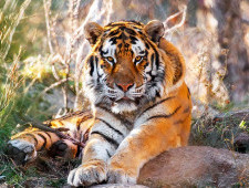 Цікаві факти про амурських тигрів
