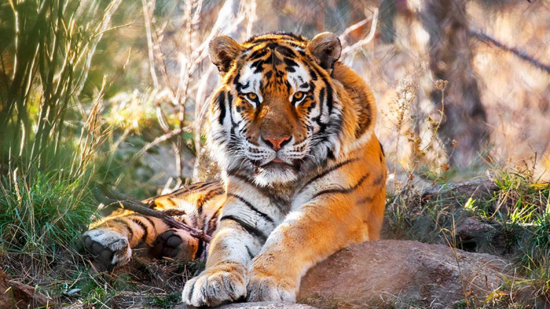 Цікаві факти про амурських тигрів