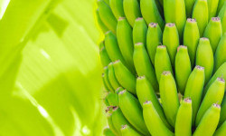 Цікаві факти про банани
