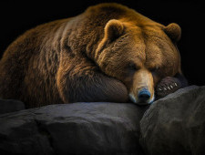 Цікаві факти про бурого ведмедя