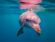 Цікаві факти про дельфінів