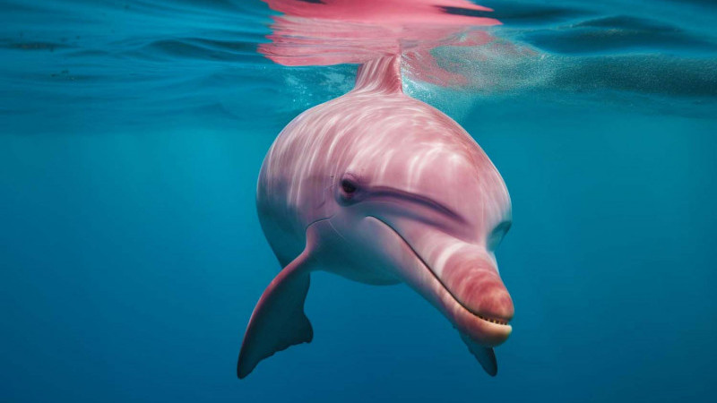 Цікаві факти про дельфінів