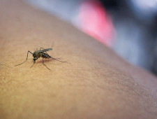 Цікаві факти про комарів