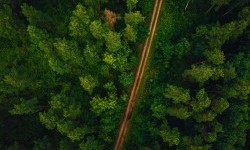 Цікаві факти про ліси