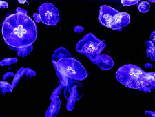 Цікаві факти про медуз