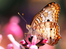 Цікаві факти про метеликів