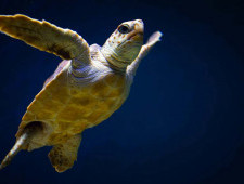 Цікаві факти про морських черепах