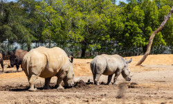 Цікаві факти про носорогів
