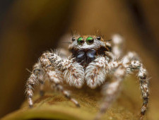 Цікаві факти про павуків