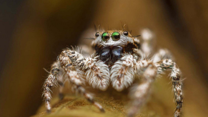 Цікаві факти про павуків