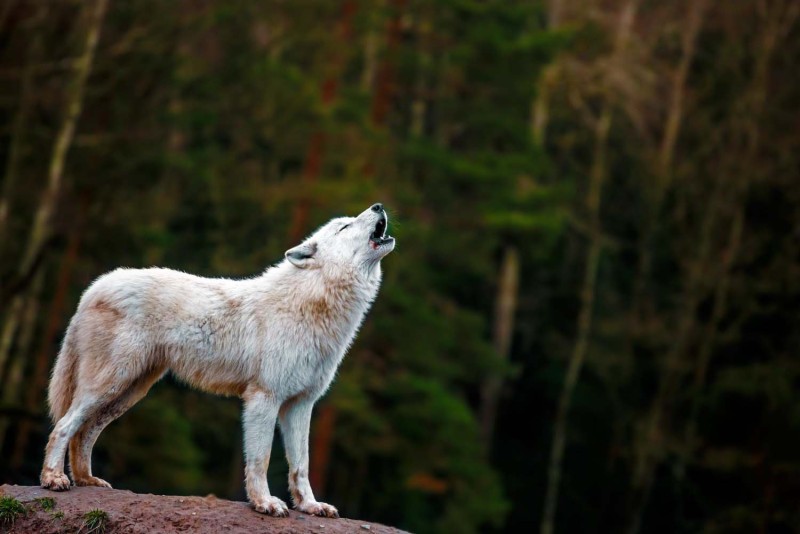 Цікаві факти про полярного вовка