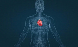 Цікаві факти про серце