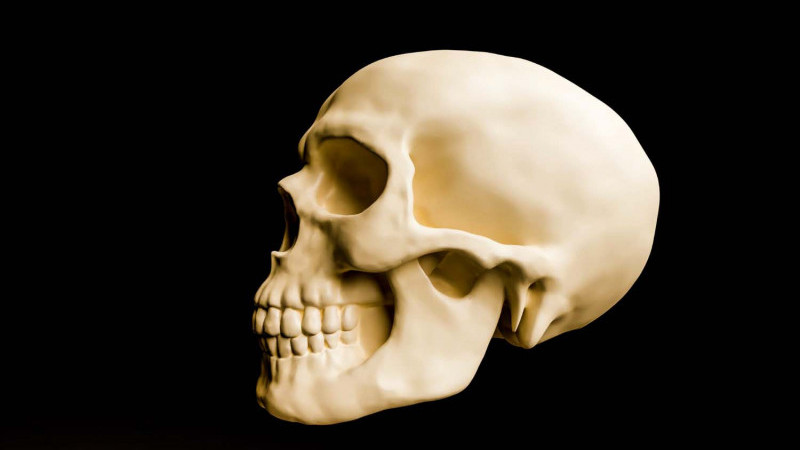 Цікаві факти про скелет та кістки