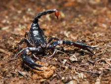 Цікаві факти про скорпіонів
