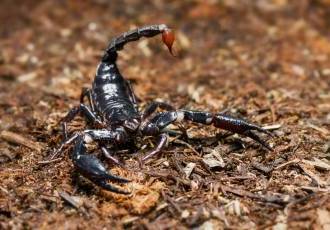 Цікаві факти про скорпіонів