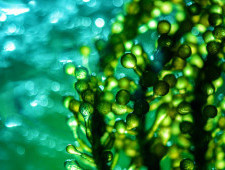 Цікаві факти про водорості