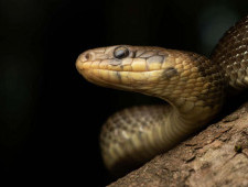 Цікаві факти про змій