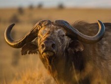 Цікаві факти про буйволів