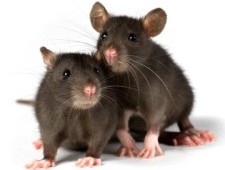 Цікаві факти про щурів