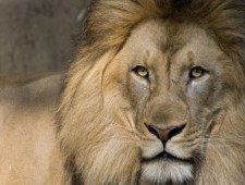 Цікаві факти про левів