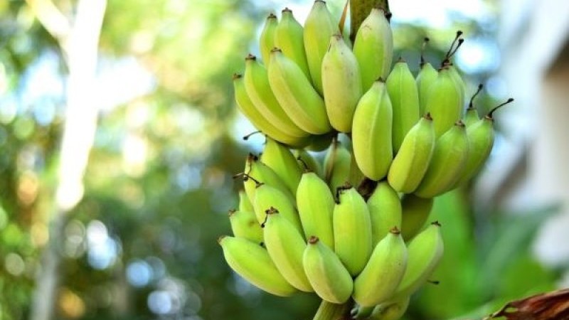 Цікаві факти про банани