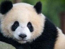 Цікаві факти про велику панду