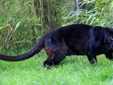 Цікаві факти про чорну пантера
