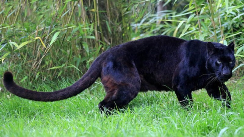 Цікаві факти про чорну пантера