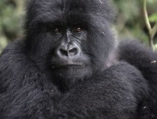 Цікаві факти про горили