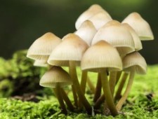 Цікаві факти про гриби