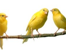 Цікаві факти про канарки