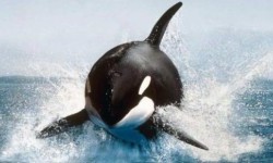 Цікаві факти про вбивчих китів