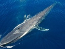 Цікаві факти про китів