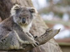 Цікаві факти про коала