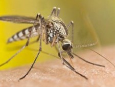 Цікаві факти про комарів