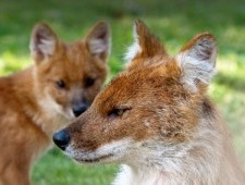 Цікаві факти про червоного вовка