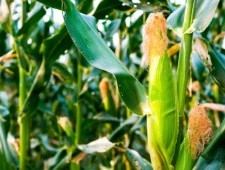 Цікаві факти про кукурудзу