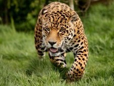 Цікаві факти про леопарди
