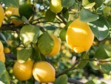 Цікаві факти про лимони