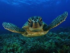 Цікаві факти про морські черепахи