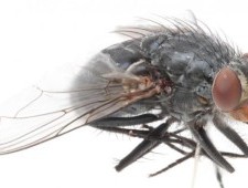 Цікаві факти про мух