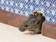Цікаві факти про мишей