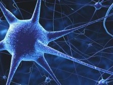 Цікаві факти про нервову систему