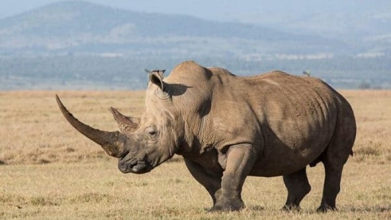 Цікаві факти про носорогів