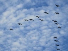 Цікаві факти про міграційних птахів