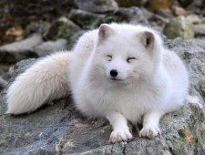Цікаві факти про лисицю полярну
