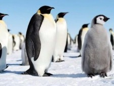 Цікаві факти про пінгвінів