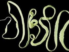 Цікаві факти про плоских черв’яків