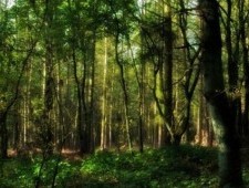 Цікаві факти про лісові рослини
